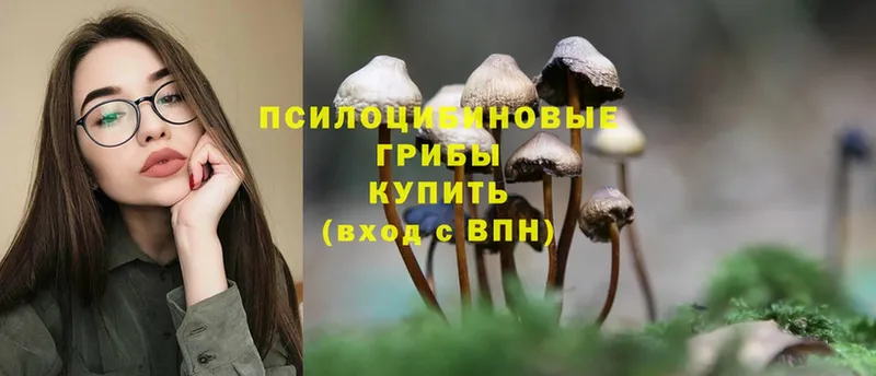 Галлюциногенные грибы Cubensis  купить   Дальнегорск 